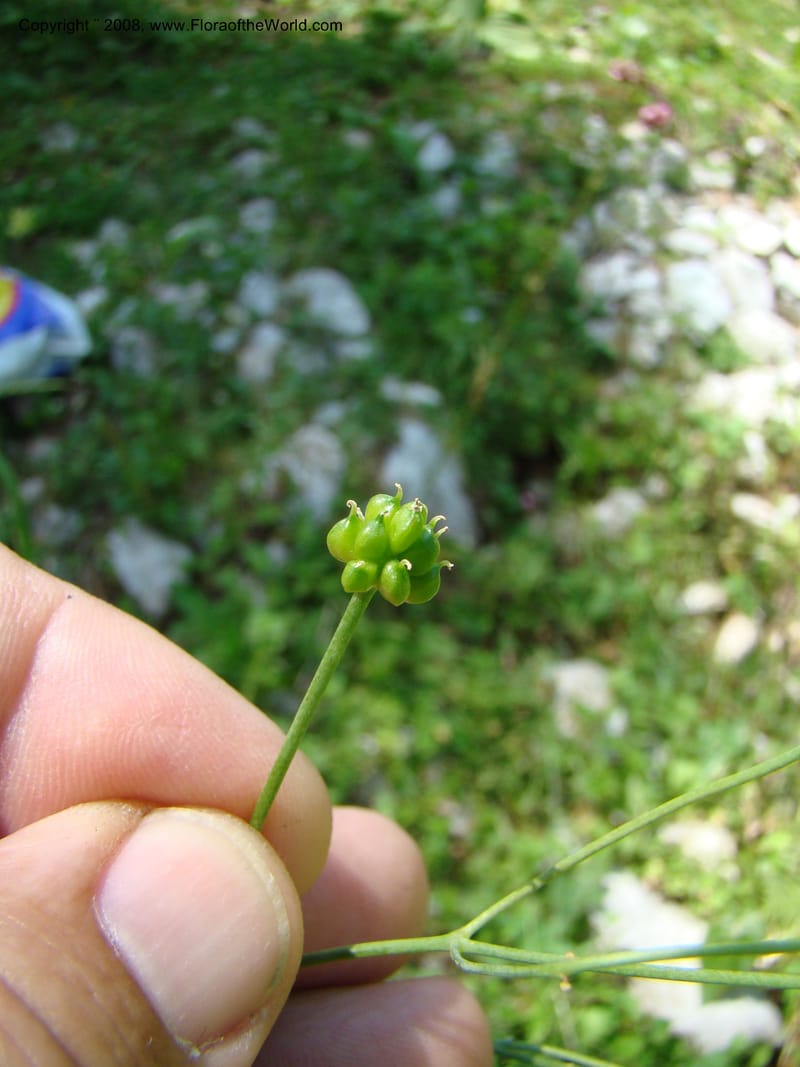 Ranunculus aconitifolius, CDavidson11256--Slovenia. Gorenska Reg. Velika Planina. 6 Jul 08. 184.jpg