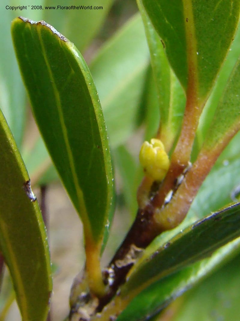 Medicosma, JMunzinger 4727--New Caledonia. Poum Mine. 13 Nov 07. 164.jpg