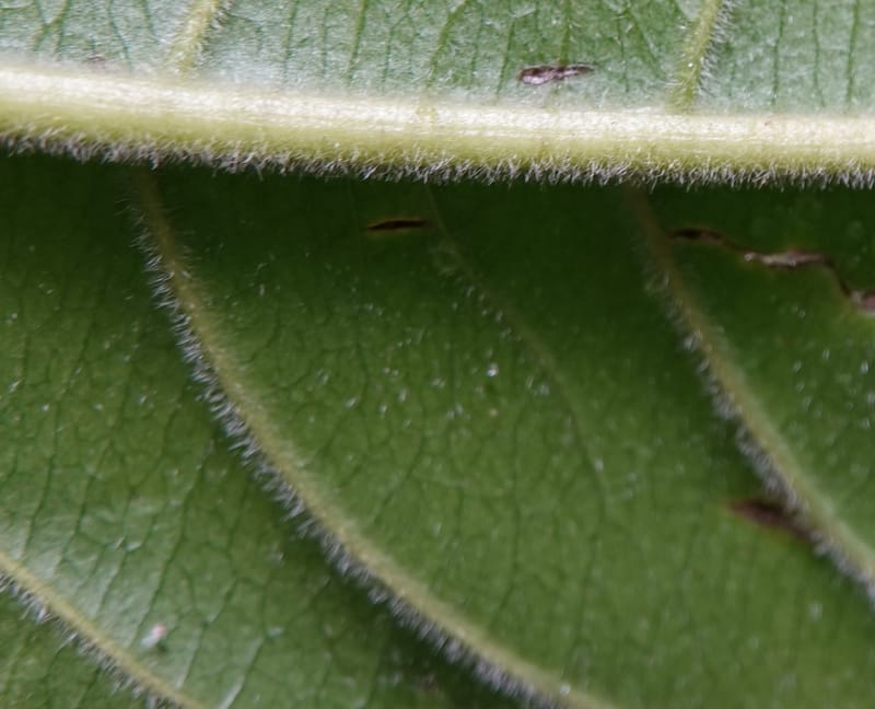 Horsfieldia prainii, D. Boufford 44155--China. Yunnan. Bam Po village. 5 May 2018. DSC02406 (105).JPG