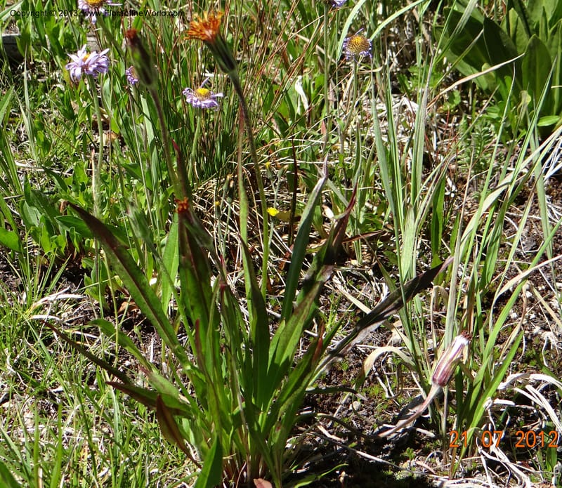 Agaseris aurantiaca, Davidson, C 12060--USA, Idaho, Valley Co., 21 July 2012  2806 (19).JPG