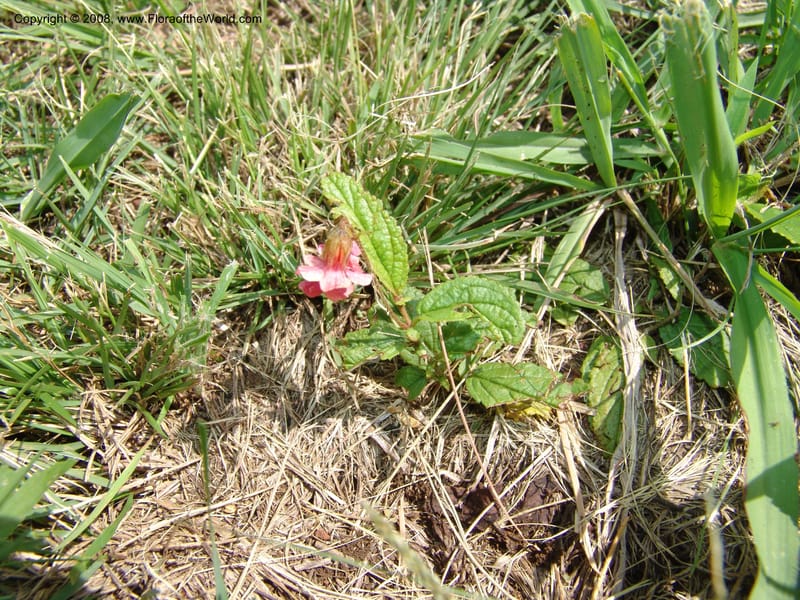Hermannia woodii--So.Africa. KZN. Midl. Meand. Granny Mouse. 13 Mch 05. 163.jpg