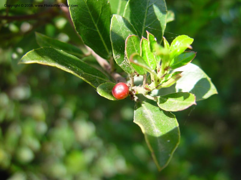 Rhamnus alaternus--Italy. Abruzzo. Ris. Torino di Sangro. 5 May 03. 097.jpg
