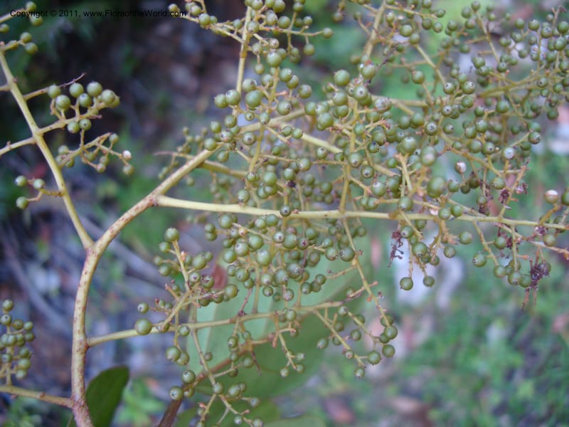 Maesa novocaledonica, Munzinger, J 4782--New Caledonia, Aoupinie, 15 Nov 2007  203 (4).jpg