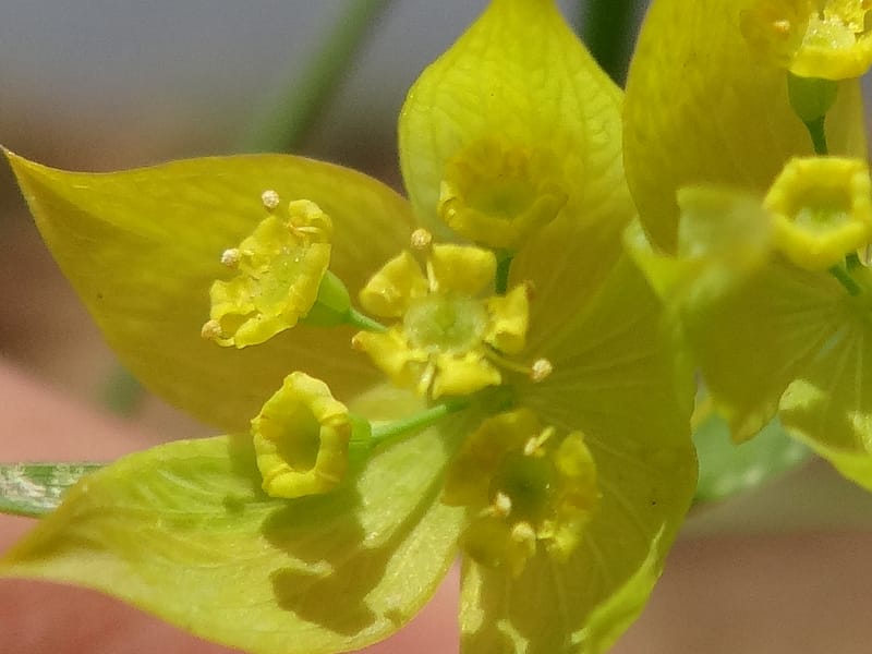 Bupleurum--Kurdistan. Tawailla. Stop 3. 22 May 2013. DSC04827 (17a).JPG
