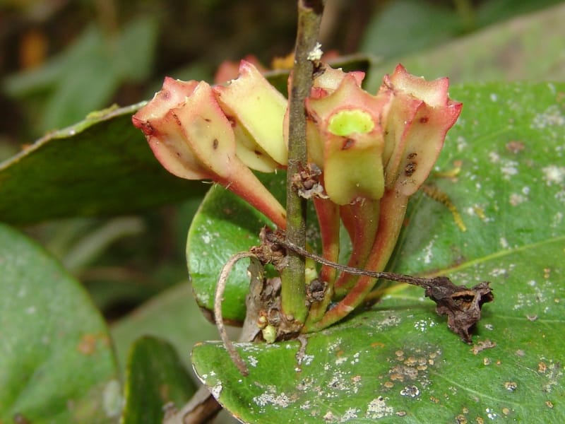 Macleania, Croat, T 94561--Ecuador. Prov. Pichincha. Tandayapa-Nono. 13 Feb 05. 129 (5).jpg