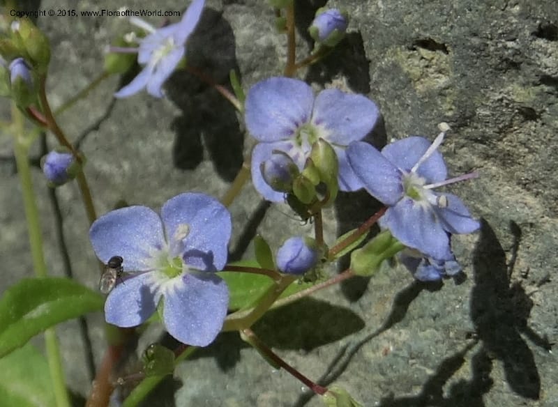 Veronica americana, Davidson, C 12583--ID. Idaho Co. Rd. to Seven Devils. Small Cr. 15 Jul 2014. DSC00072 (11).JPG