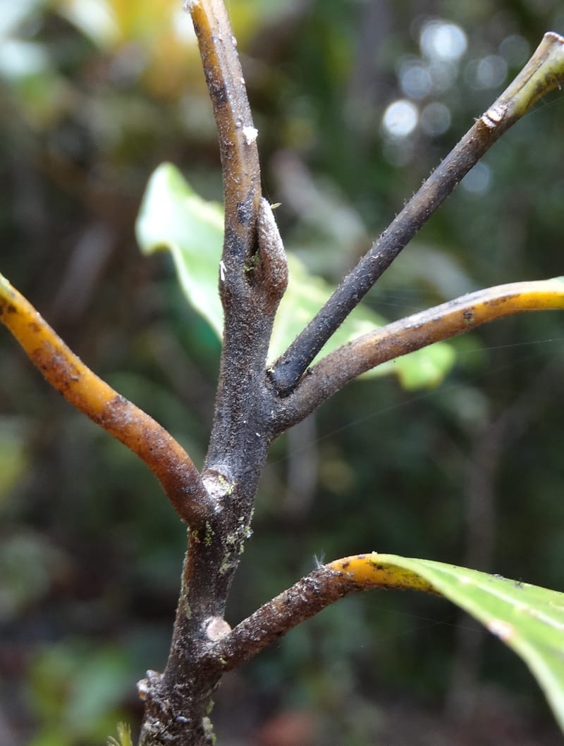 Cryptocarya phyllostemon, Munzinger, J 7408--New Caledonia. Mont Dzumac. 12 Nov 2015. DSC01563 (247).JPG