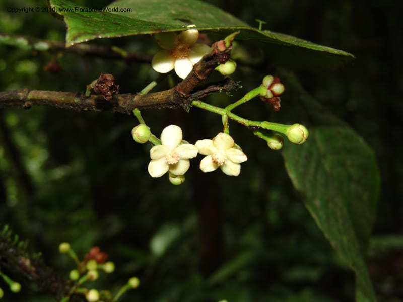 Tovomita, Croat 95894--Ecuador. Maquipucuna Biol. Res. Send. al Humedal. 14 Mar 06. 165 (8).jpg