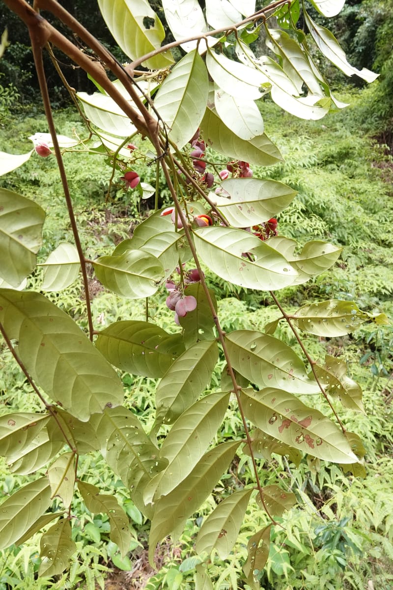 Aporrhiza, C. Davidson 13912--Gabon. M de C. Road past the cabins. 29 Oct 2018DSC09794 (102).JPG