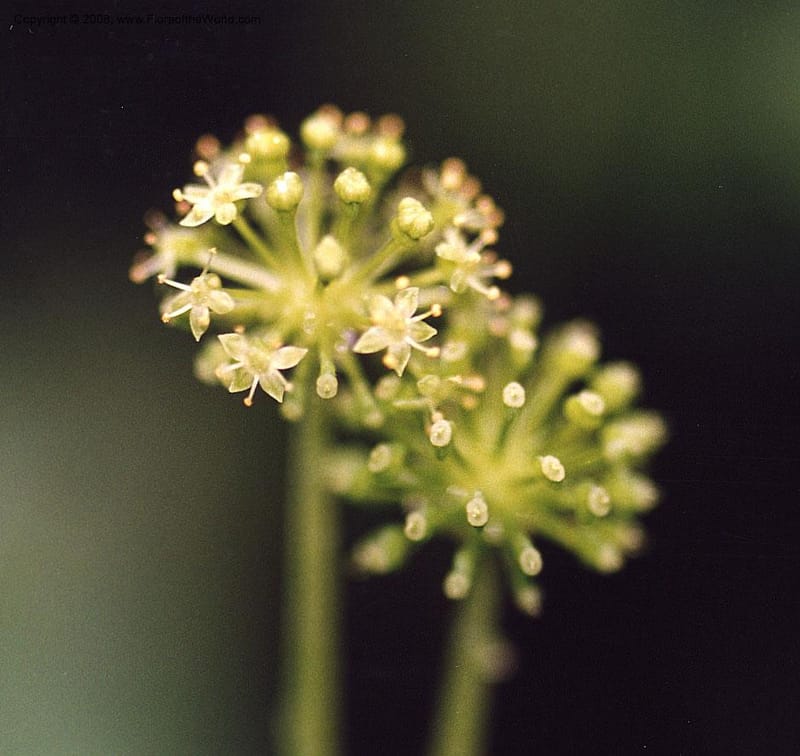 Hydrocotyle mexicana, not coll.--MX. Veracruz. Volcan San Martin. 25 May 01. 003.JPG