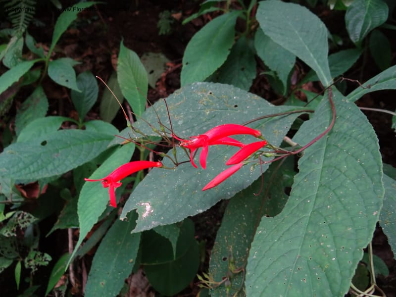 Tetranema gamboanum, Hammel 26109--Costa Rica. Road into Ranchos Tinamu. 3 Mar 2012. DSC03548 (125).JPG