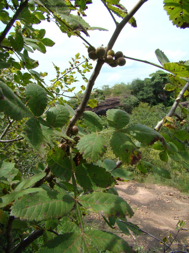 Bursera diversifolia, NMartinezM2420--MX. Chiapas. Jiquipilas. Cerro el Campanario. 14 Sep 08. 129.jpg