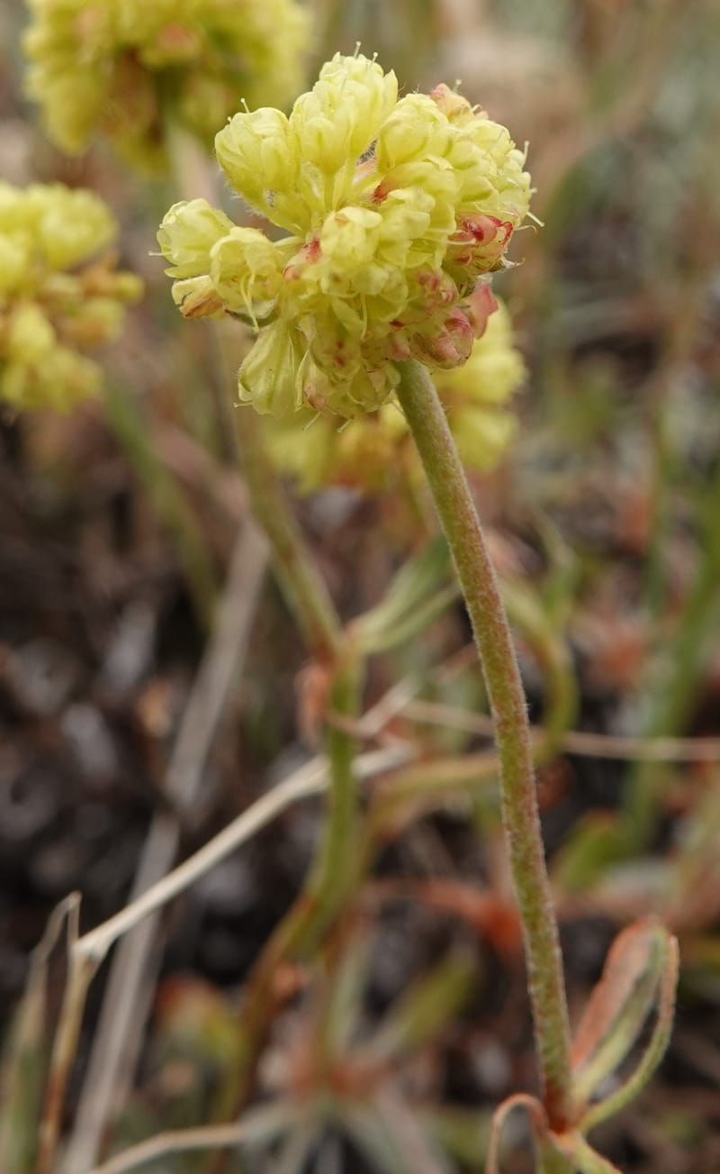 Eriogonum douglasii, C. Davidson 13770--Oregon. Wallowa Co. Upper Camp Creek Canyon. 4 Jun 2018. DSC04733 (102).JPG