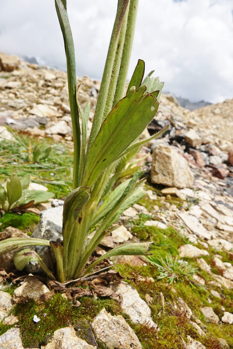Meconopsis integrifolia subsp. integrifolia, D. Boufford 44063--China. Sichuan. Zhe Duo Shan. 17 Aug 2017. DSC06717 (411).JPG
