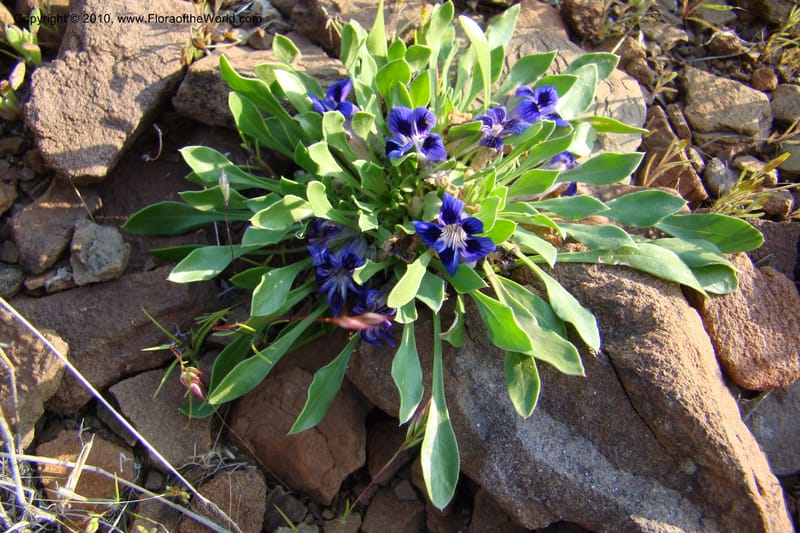Aptosimum indivisum, C. Davidson 11551--South Africa. Northern Cape. Toward Gannabos. 25 Aug 09. 032.jpg