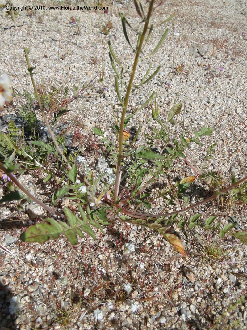Camissonia claviformis ssp. aurantiaca, C. Davidson 11649--California. Riverside Co. 1 April 2010. 024 (10).jpg