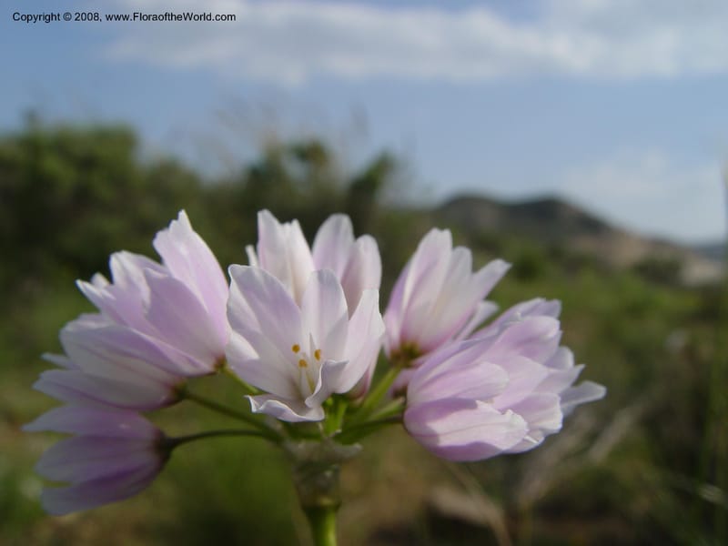 Allium roseum--Spain. Almeria Prv. Cantera de los Yesos, off AL140. 16 Apr 04. 152.jpg