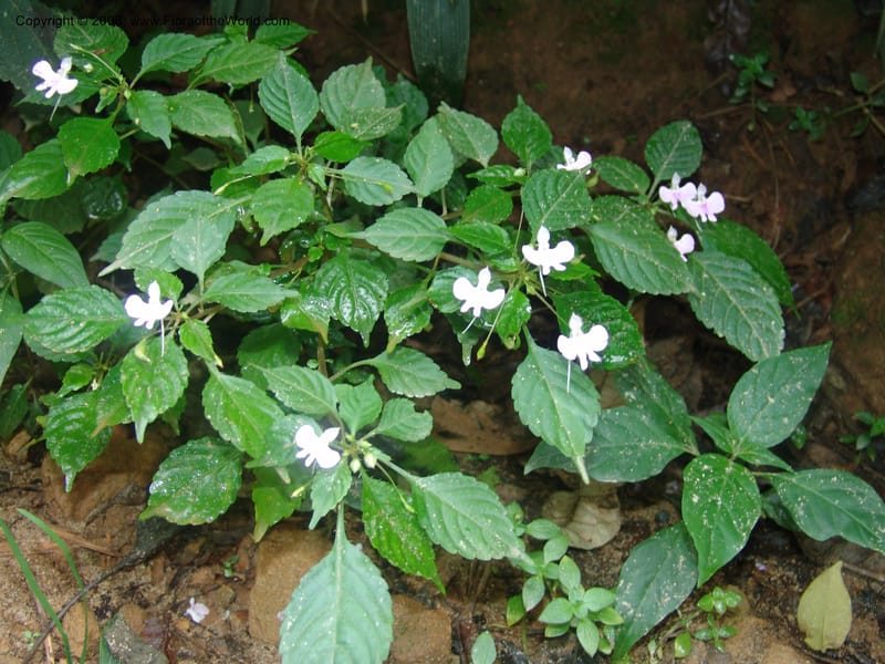 Impatiens hochstetteri--So.Africa. Mpumal. Moodie Mts.  18 Mch 05. 245.jpg