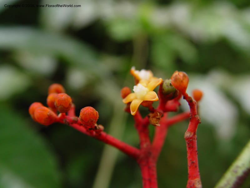 Leea guineensis--Cameroon. Mt. Cameroon. 6 Dec 03. 090.jpg