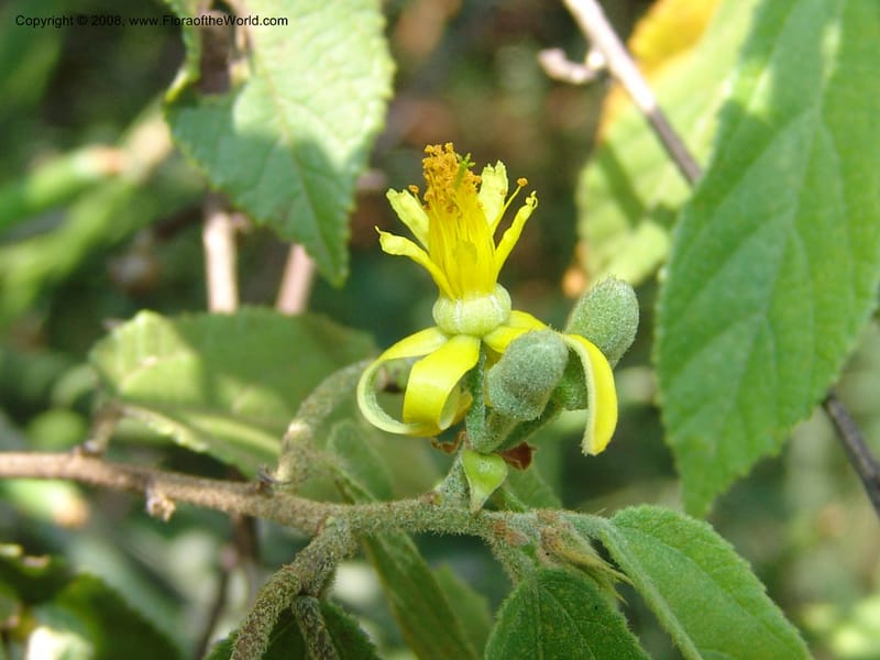 Grewia flavescens--So.Africa. Mpumal. S of Burgersfort. 16 Mch 05. 225.jpg