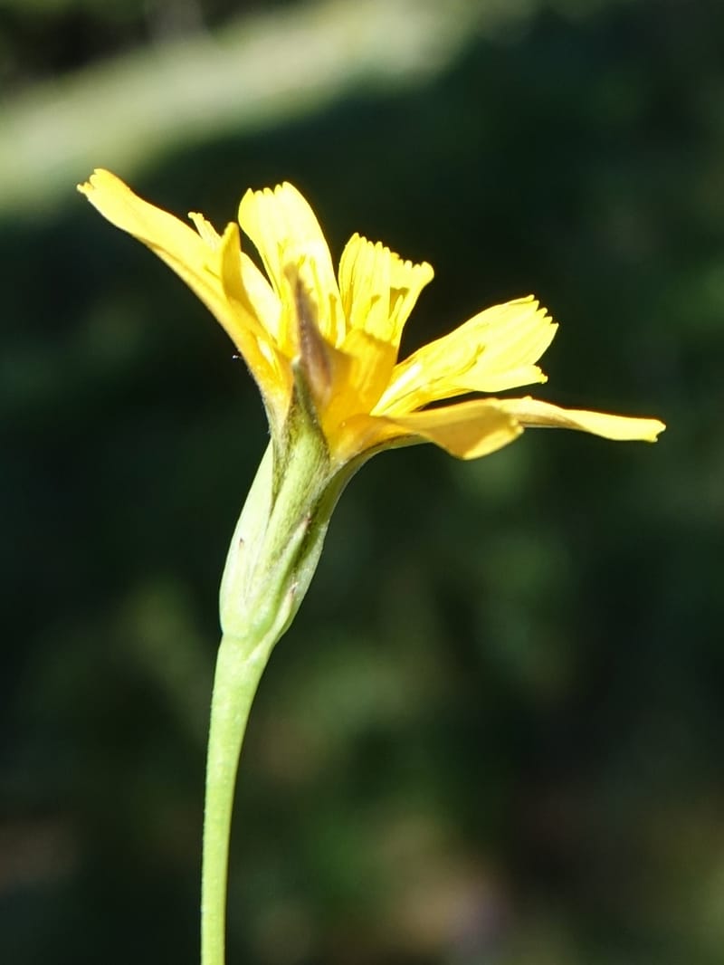 Microseris nutans, C. Davidson 13699--ID. Idaho Co. Road to Smith Knob L.O. 11 July 2017. DSC03081 (115).JPG
