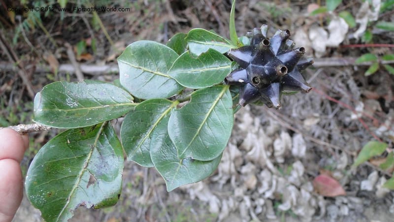 Morinda retusa, N. Manjato 187--Madagascar. E of Ambositra toward Antoetra. 2 May 2010 388 (5).jpg