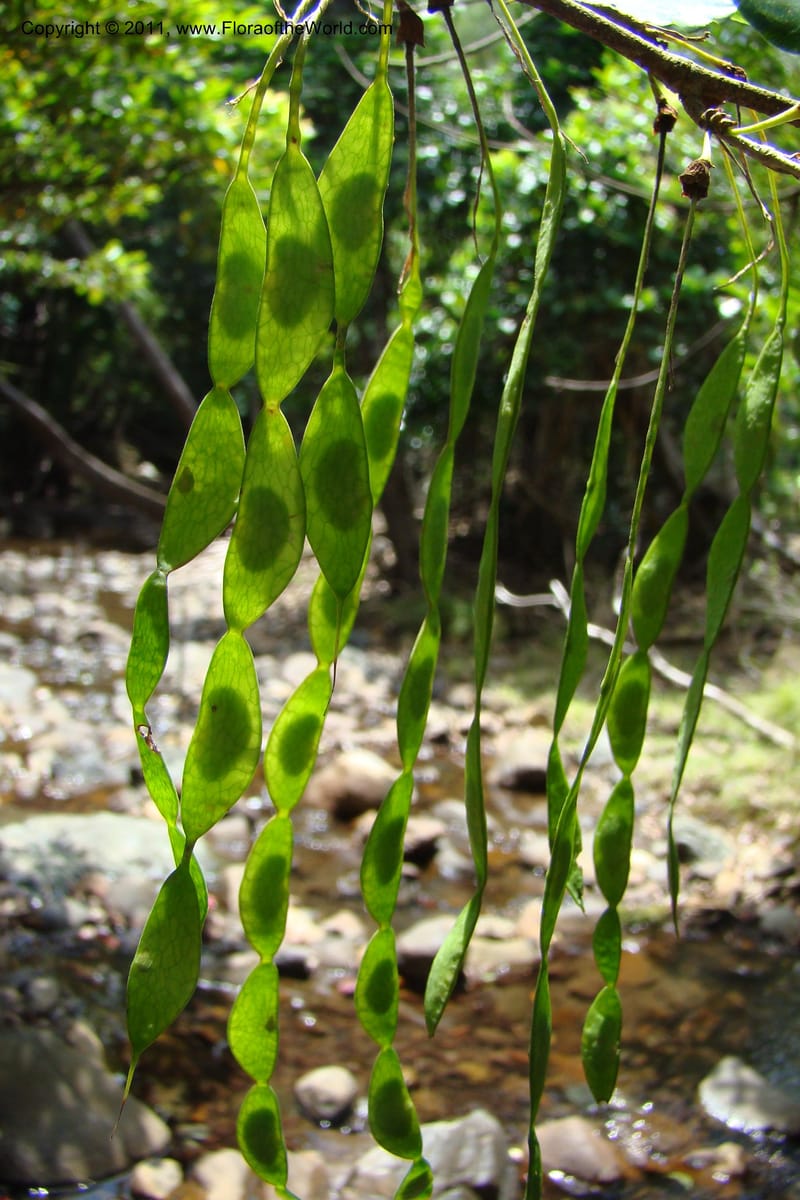 Arthroclianthus, M. Callmander 764--New Caledonia. Upper Tene River Valley. 19 Jan 2010. 377 (37).jpg