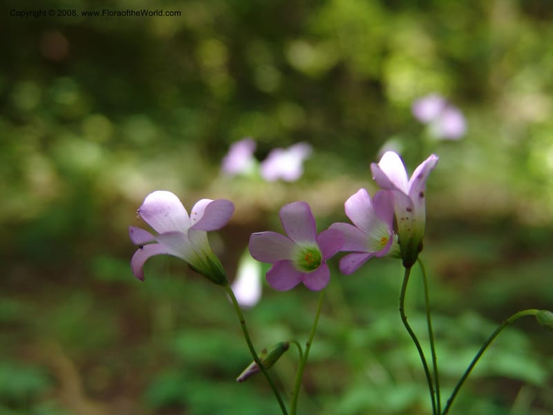 Oxalis alpina--AZ. Coconino Co. Oak Cr Canyon. W Fork Trail 108. 4 Sep 04. 152.jpg