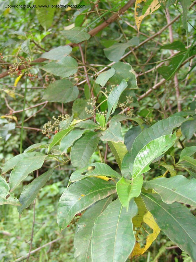 Psychotria, G. Walters 1629--Gabon. Prov. Estuaire. Mondah Forest. 15 Apr 06. 278.jpg