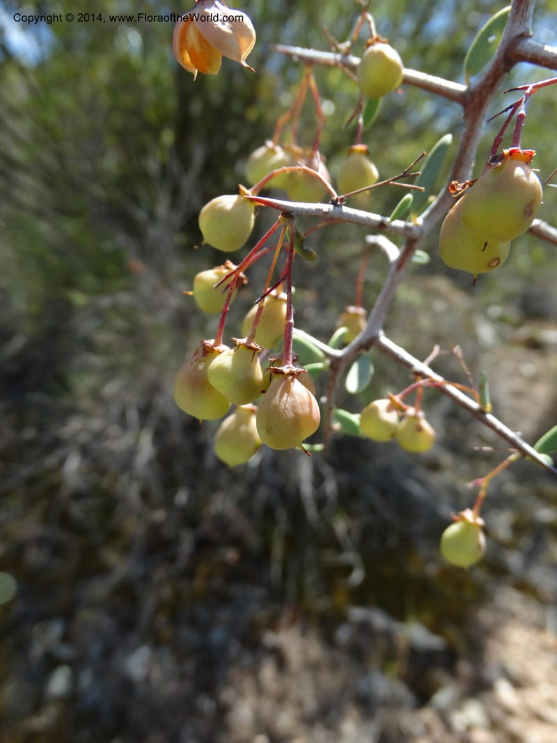 Putterlickia pyracantha, Davidson, C 12273--South Africa. Western Cape. S of Oudtschoorn. 20 Jan 2014. DSC00850 (29).JPG