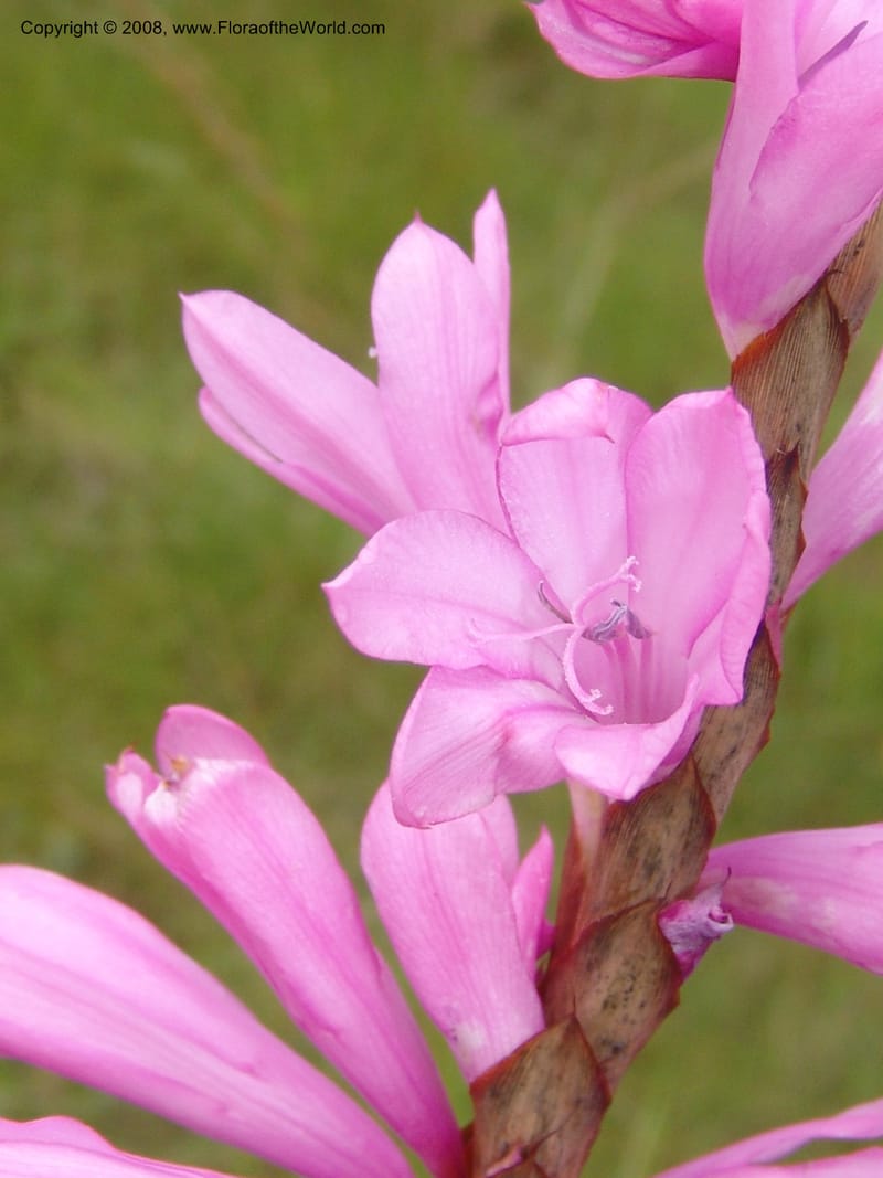 Watsonia densiflora--So.Africa. E. Cape. Umtamvuna Nat. Res. 11 Mch 05. 399.jpg