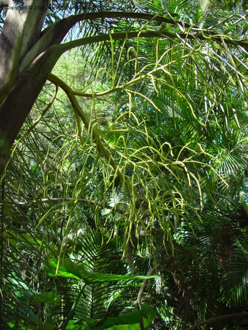 Dypsis madagascariensis--FL. Fairchild Tropical Gard. 6 Apr 03. 046.jpg