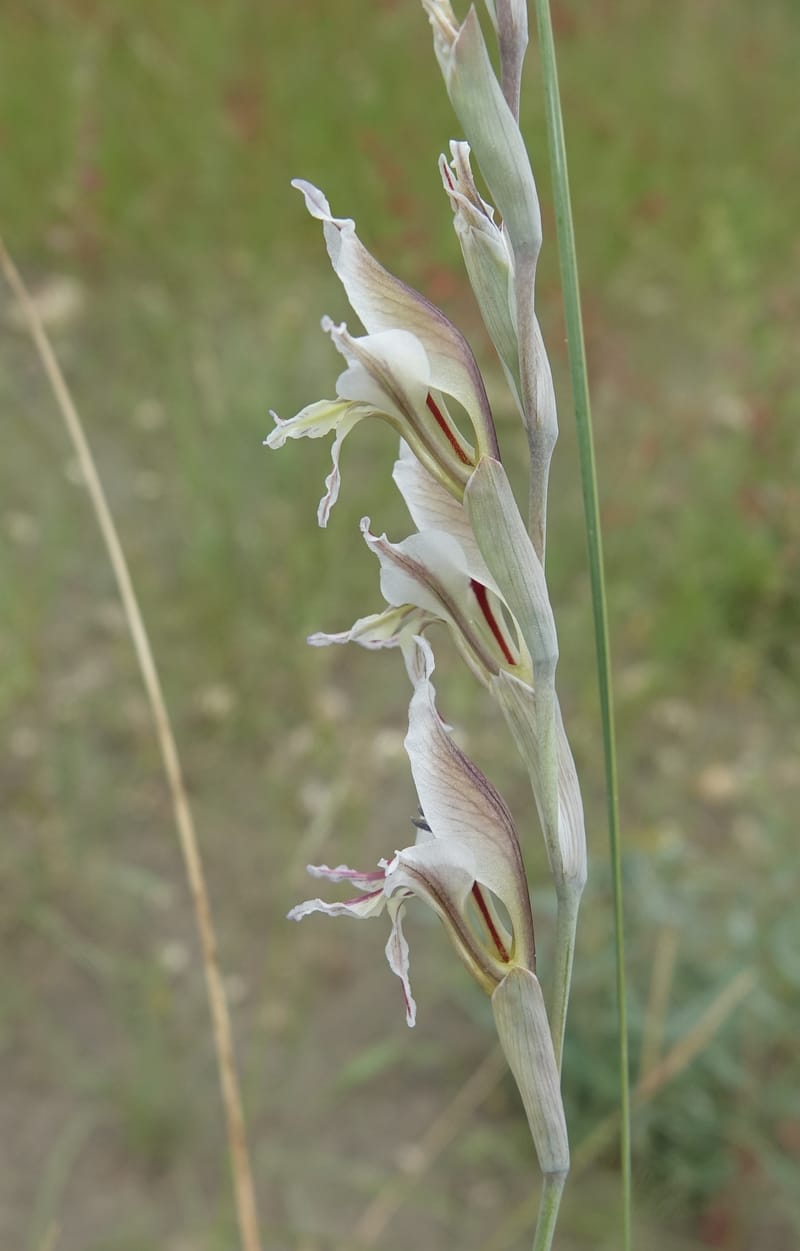 Gladiolus permeabilis, L. Nanyeni 1274--Namibia. Hwy D2859. Odom 418. 30 March 2018. DSC04324 (99).JPG