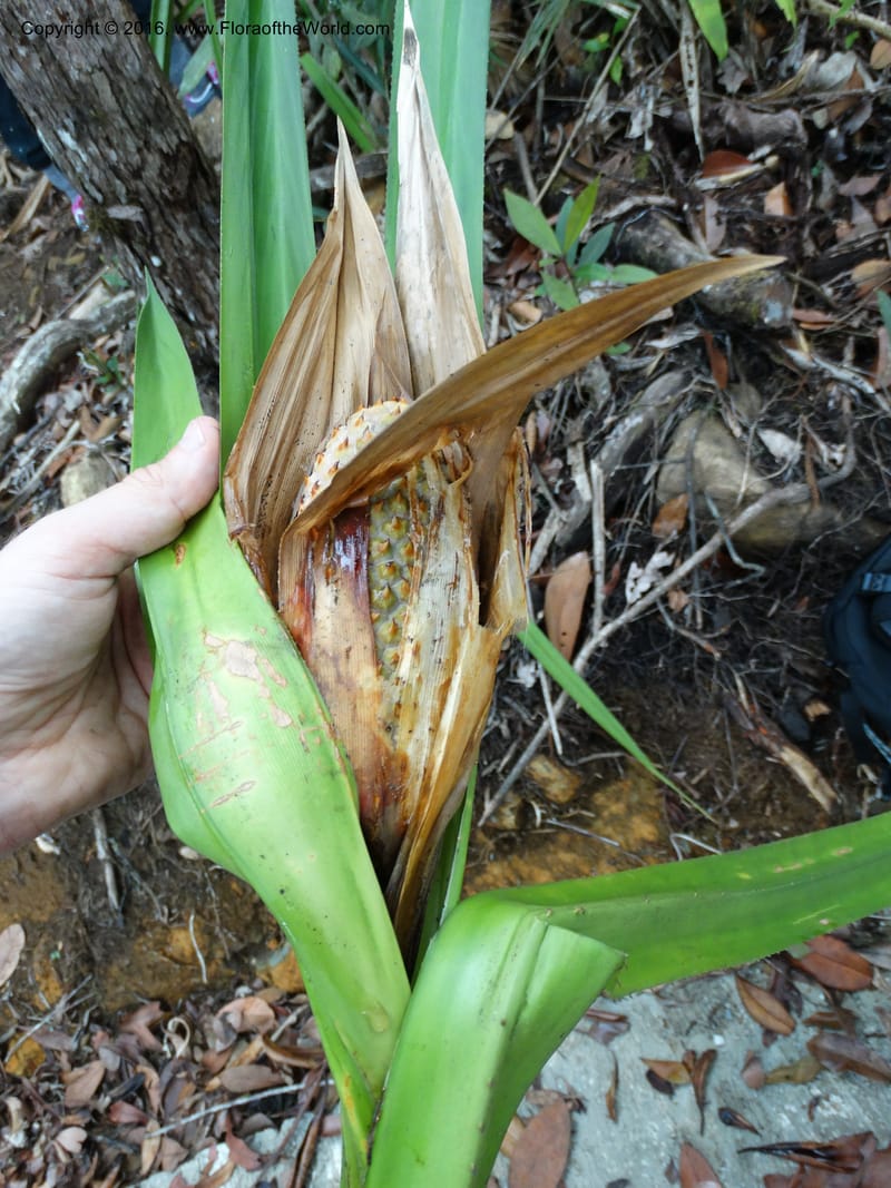 Pandanus occultus, Callmander, M 1184--Sabah. G. Silam. 1 Oct 2014. DSC00937 (35).JPG
