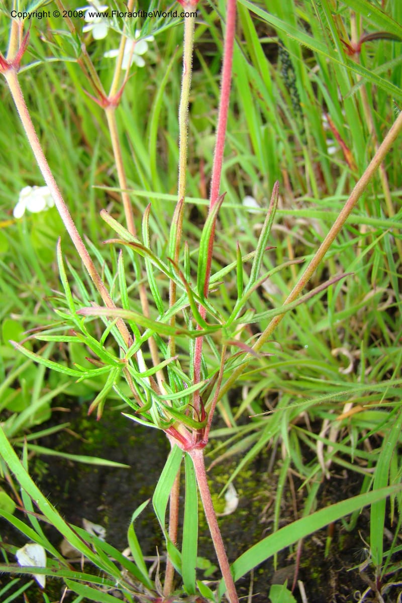 Geranium incanum, WKindeketa3021--Tanz. Makete Distr. Kitulo Nat. Pk. 25 Jan 08. 140.jpg