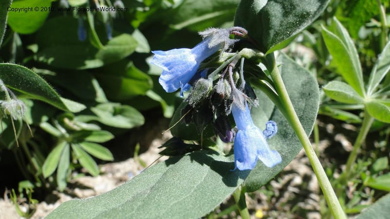 Mertensia paniculata, C. Davidson 11753--ID. Valley Co. Road to Gold Fork Looklout. 16 July 2010. 031 (6).jpg