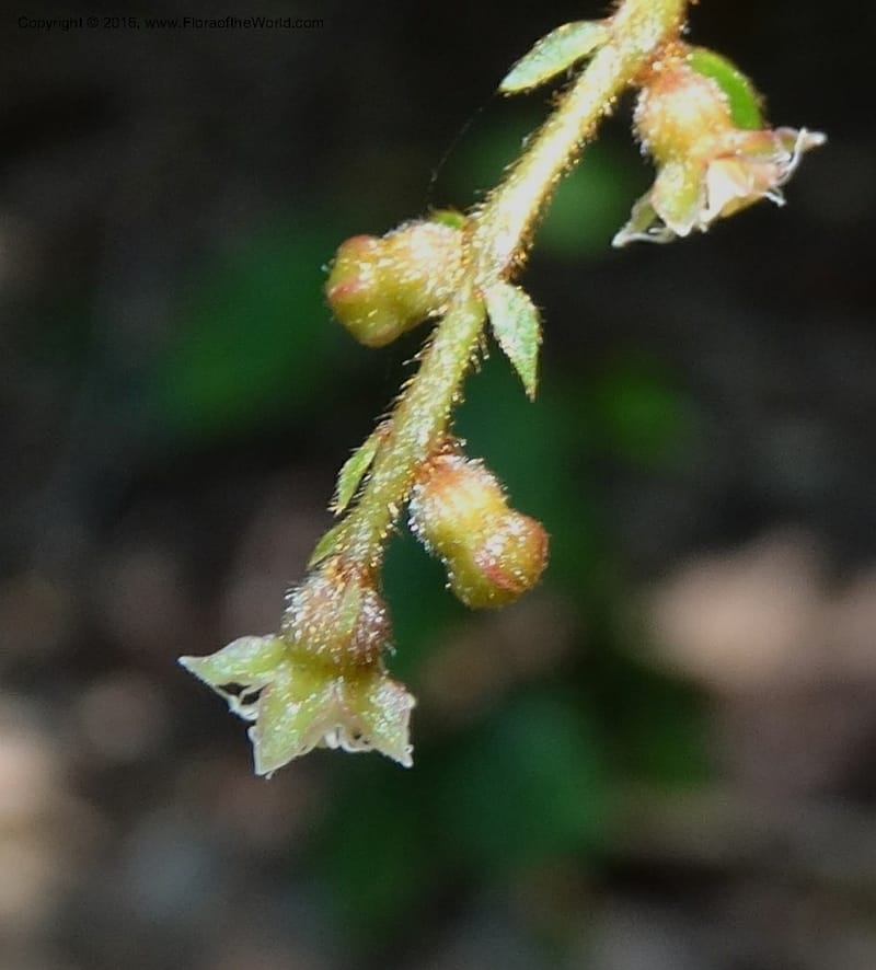 Anisophyllea disticha, Davidson, C 12897--Sabah. Deramakot For. Res. 24 Mar 2015. DSC00089 (114).JPG
