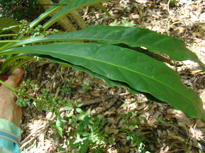 Phelline dumbeensis,  Barriera, G 131102-12--New Caledonia, Prov N, Les Trois Creeks,  13 Nov 2007, 054 (17).jpg