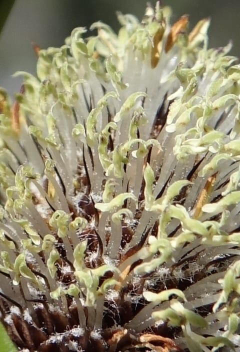 Lepidobolus chaetocephalus, Davidson, C 13414--Australia. Kingia locality. 23 Oct 2016. DSC04566 (187).JPG