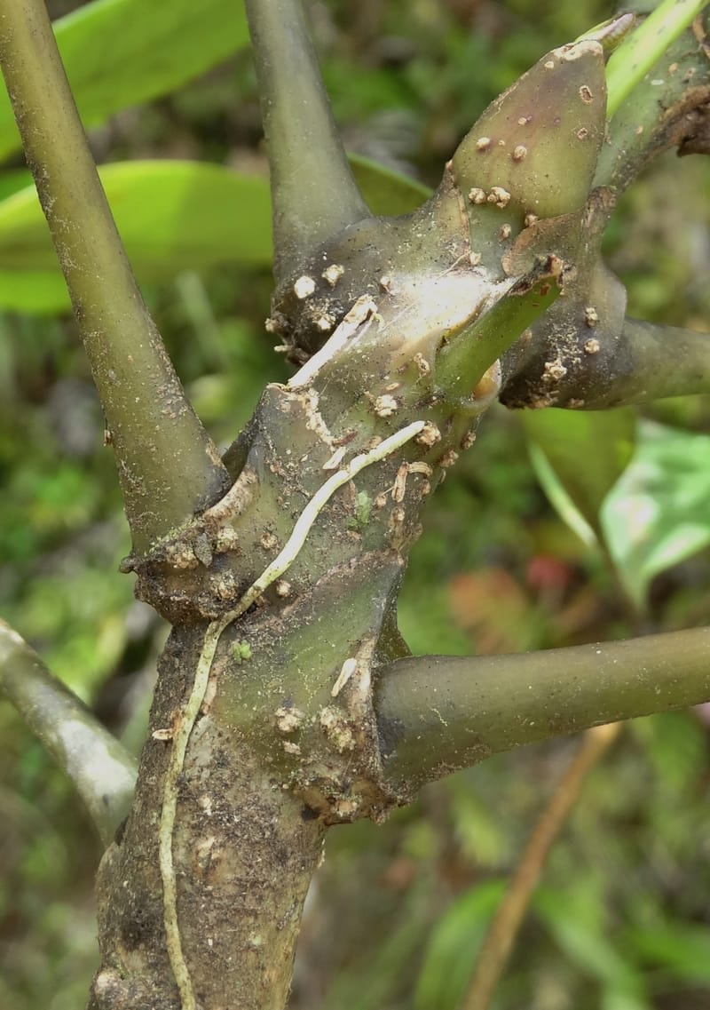 Plerandra grandiflora, Plunkett, G 3178--Fiji. Delaikoro Mtn. 3 Nov 2015. DSC08393 (4).JPG