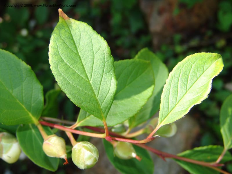 Stewartia pteropetiolata v. koreana, s.n.--CA. Quarryhill Bot. Garden, Glen Ellen. 1 Jun 07. 365.jpg