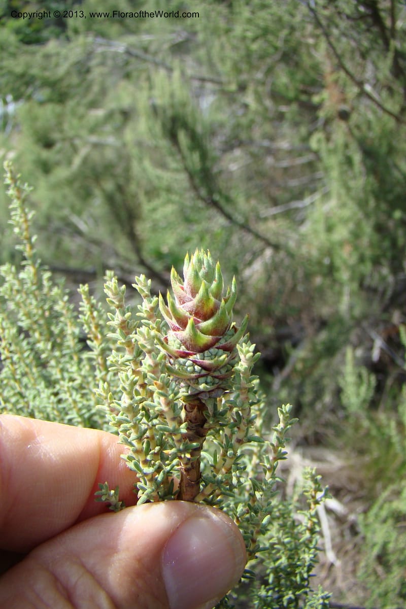 Cliffortia dichotoma, C. Davidson 11570--So Africa. No Cape. Papkuilsfontein. 26 Aug 09. 1 (24).jpg