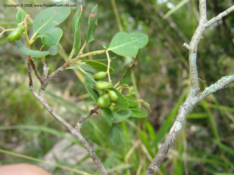 Apodytes dimidiata--So.Africa. E. Cape. Uitenhage Nat. Res. 6 Mch 05. 076.jpg