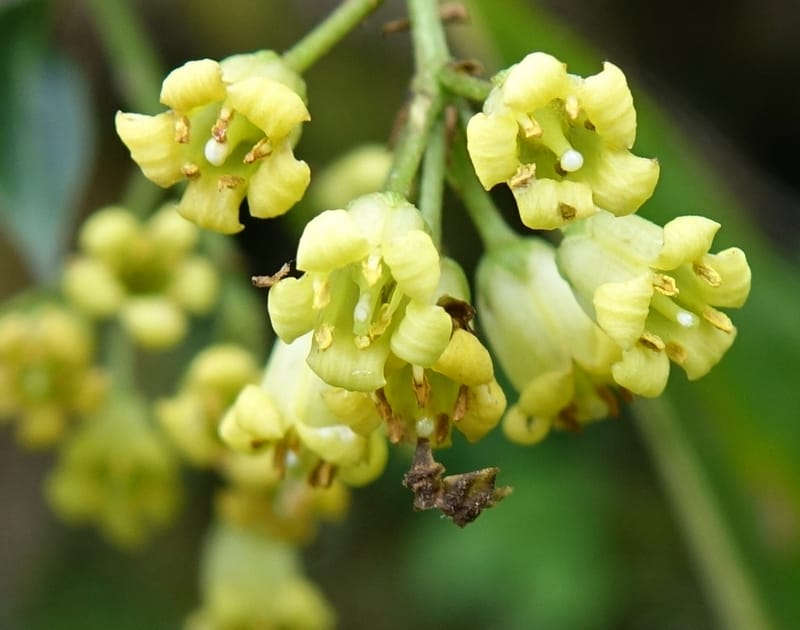 Pittosporum daphniphylloides, Tseng Yu-Hsin 1318--Taiwan. SW of Nanshan on highway 7. 20 May 2016. DSC03339 (94).JPG