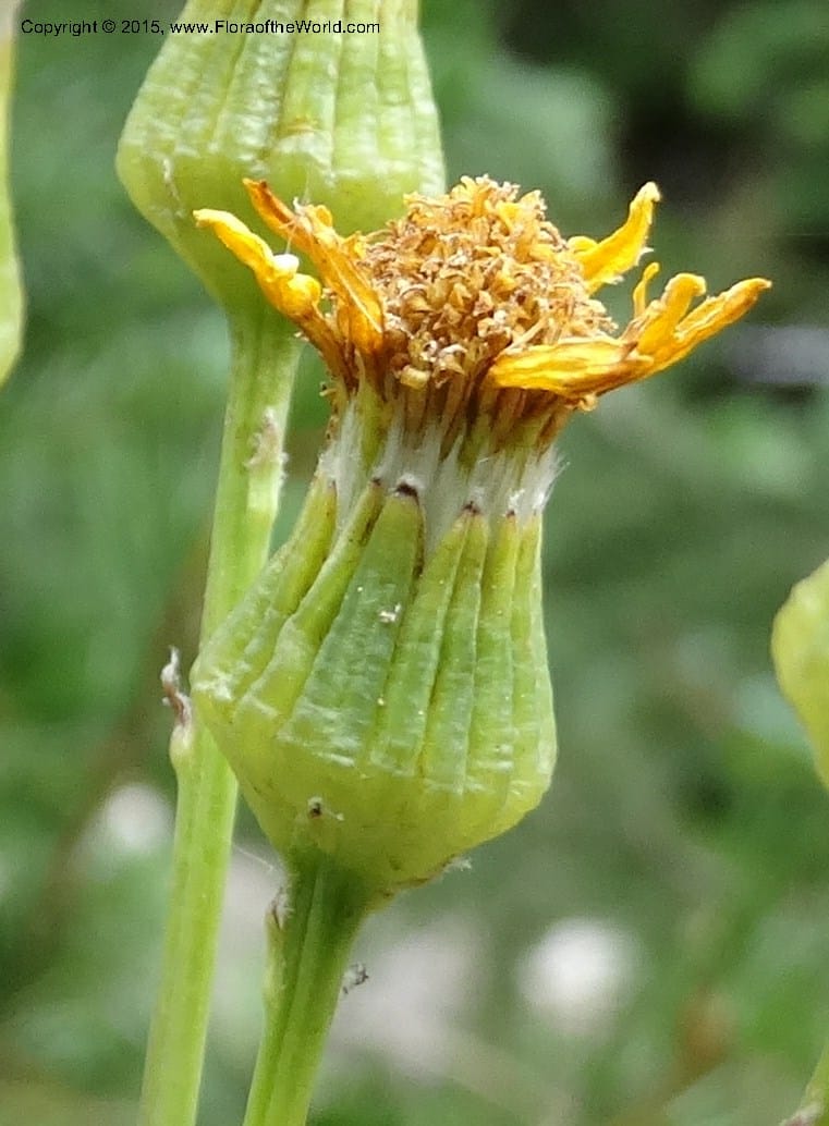 Senecio cymbalarioides, Davidson, C 12633--ID. Idaho Co. Seven Devils Campground. 11 Aug 2014. DSC00412 (101).JPG
