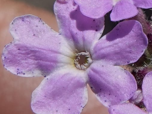 Glandularia gooddingii, C. Davidson 13980--AZ. Pima Co. Mt. Lemmon. Molino View Parking. 8 Apr 2019. DSC (201).JPG