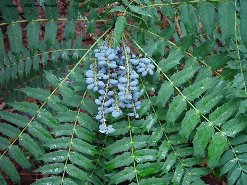 Berberis oiwakensis (=Mahonia lomariifolia)--CA. UCLA. Mathias Bot. Gard. 13 Feb 03. 073.jpg