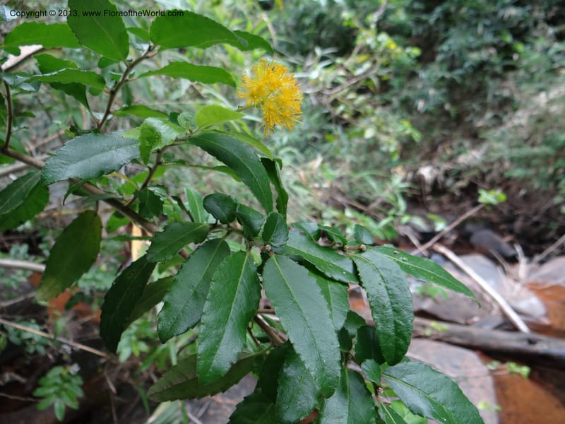 Azara, WDS 34074--Chile. Reserva Nac. Los Queules. 15 Feb 2013. DSC01158 (70).JPG