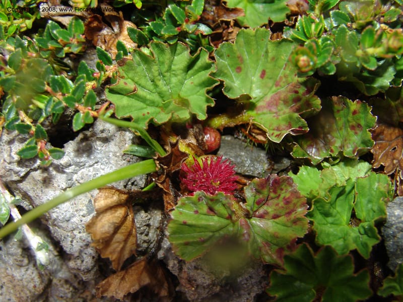 Gunnera magellanica, Croat95037--Ecuador. Prov. Carchi. Paramo el Angel. 19 Feb 05.  235.jpg
