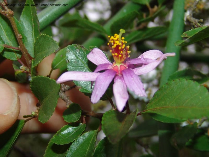 Grewia occidentalis--So.Africa. E. Cape. Uitenhage Nat. Res. 6 Mch 05. 205.jpg